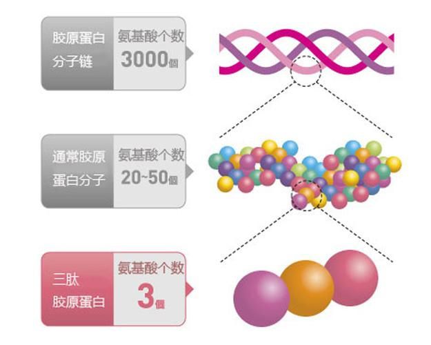 胶原蛋白品牌排行榜_胶原蛋白粉品牌_胶原蛋白粉品牌排行