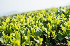 黑茶十大知名品牌排行榜(黑茶十大知名品牌排行榜新)