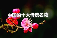 国产纯植物化妆品排行榜(国货纯植物护肤品排行)