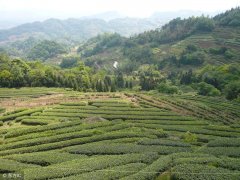 十大藤椒油品牌排名榜(十大藤椒油品牌排名榜图片)